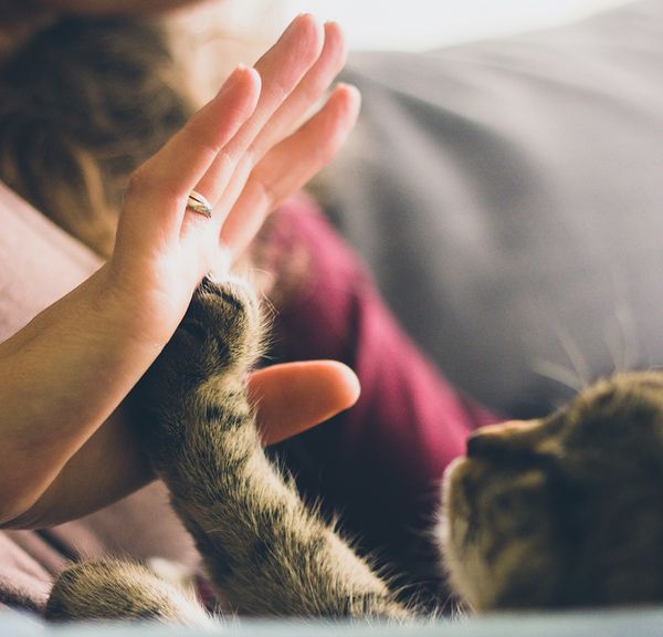 7 Tips that Make You a Successful Copycat Dancer